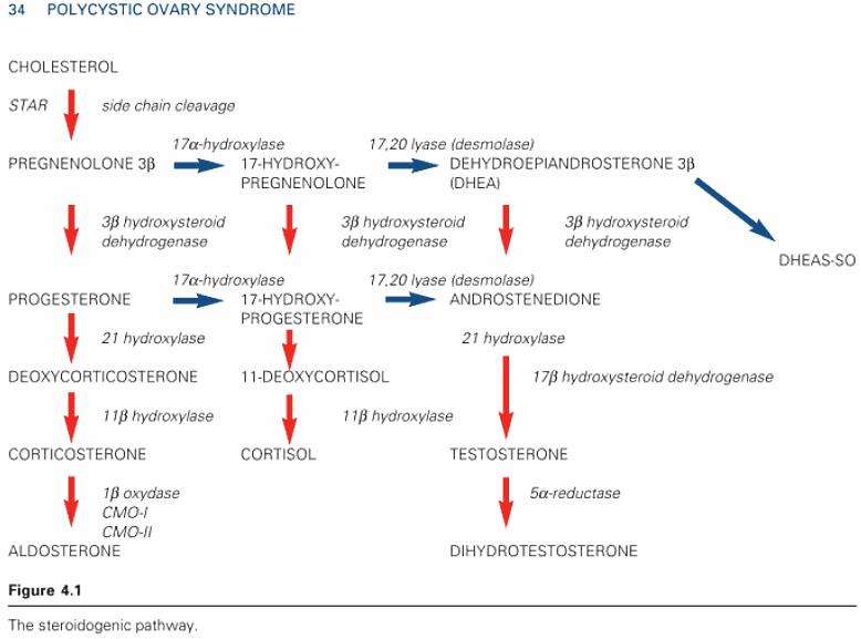 Polycystic ovarian syndrome research paper